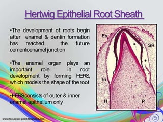 •The development of roots begin
after enamel & dentin formation
has reached the future
cementoenamel junction
•The enamel organ plays an
important role in root
development by forming HERS,
which models the shape of theroot
•HERSconsists of outer & inner
enamel epithelium only
Hertwig Epithelial Root Sheath
 