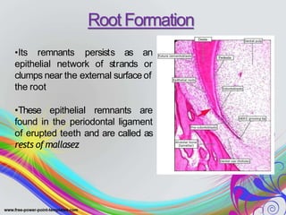 •Its remnants
epithelial network of strands
persists as an
or
clumps near the external surface of
the root
•These epithelial remnants are
found in the periodontal ligament
of erupted teeth and are called as
rests ofmallasez
Root Formation
 