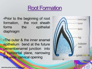 •Prior to the beginning of root
formation, the root sheath
forms the epithelial
diaphragm
•The outer & the inner enamel
epithelium bend at the future
cementoenamel junction into
a horizontal plane, narrowing
the wide cervical opening
Root Formation
 