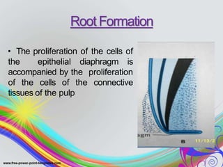 Root Formation
• The proliferation of the cells of
the epithelial diaphragm is
accompanied by the proliferation
of the cells of the connective
tissues of the pulp
 