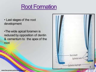 • Last stages of the root
development
•The wide apical foramen is
reduced by opposition of dentin
& cementum to the apex of the
root
Root Formation
 