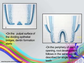 •Onthe pulpal surfaceof
the dividing epithelial
bridges, dentin formation
starts
•Onthe periphery of each
opening, root development
follows in the sameway as
described for single rooted
teeth
 