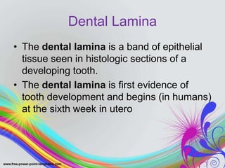 Dental Lamina
• The dental lamina is a band of epithelial
tissue seen in histologic sections of a
developing tooth.
• The dental lamina is first evidence of
tooth development and begins (in humans)
at the sixth week in utero
 