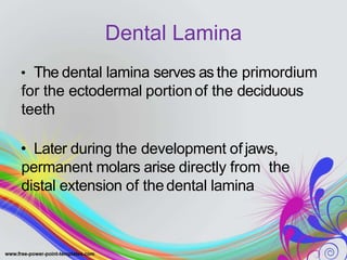 Dental Lamina
• The dental lamina serves as the primordium
for the ectodermal portionof the deciduous
teeth
• Later during the development ofjaws,
permanent molars arise directly from the
distal extension of thedental lamina
 
