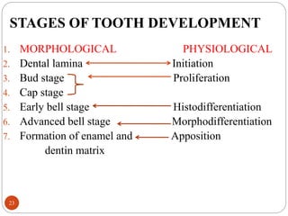 Tooth Formation Process Development of teeth | PPTX