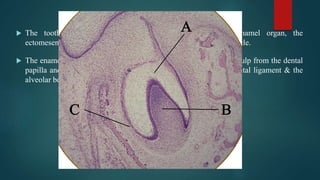 the complete process of development of teeth.pptx