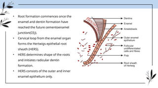 development of teeth: morphological and physiological stages | PPTX