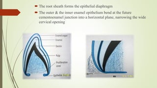 Development Of Teeth | PPTX