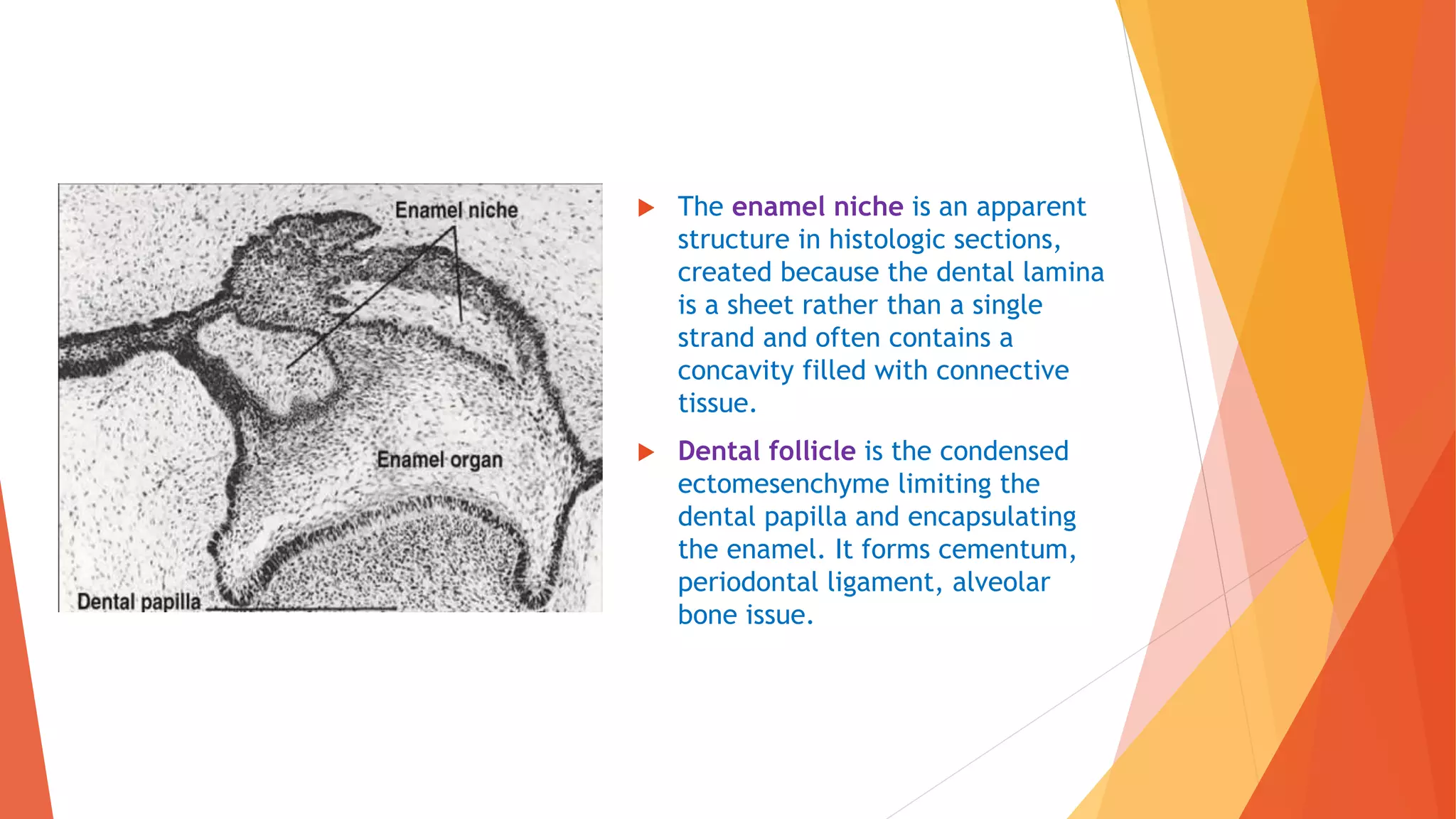 Development of teeth and supporting structures ppt Dr. Vasavi Reddy | PPTX