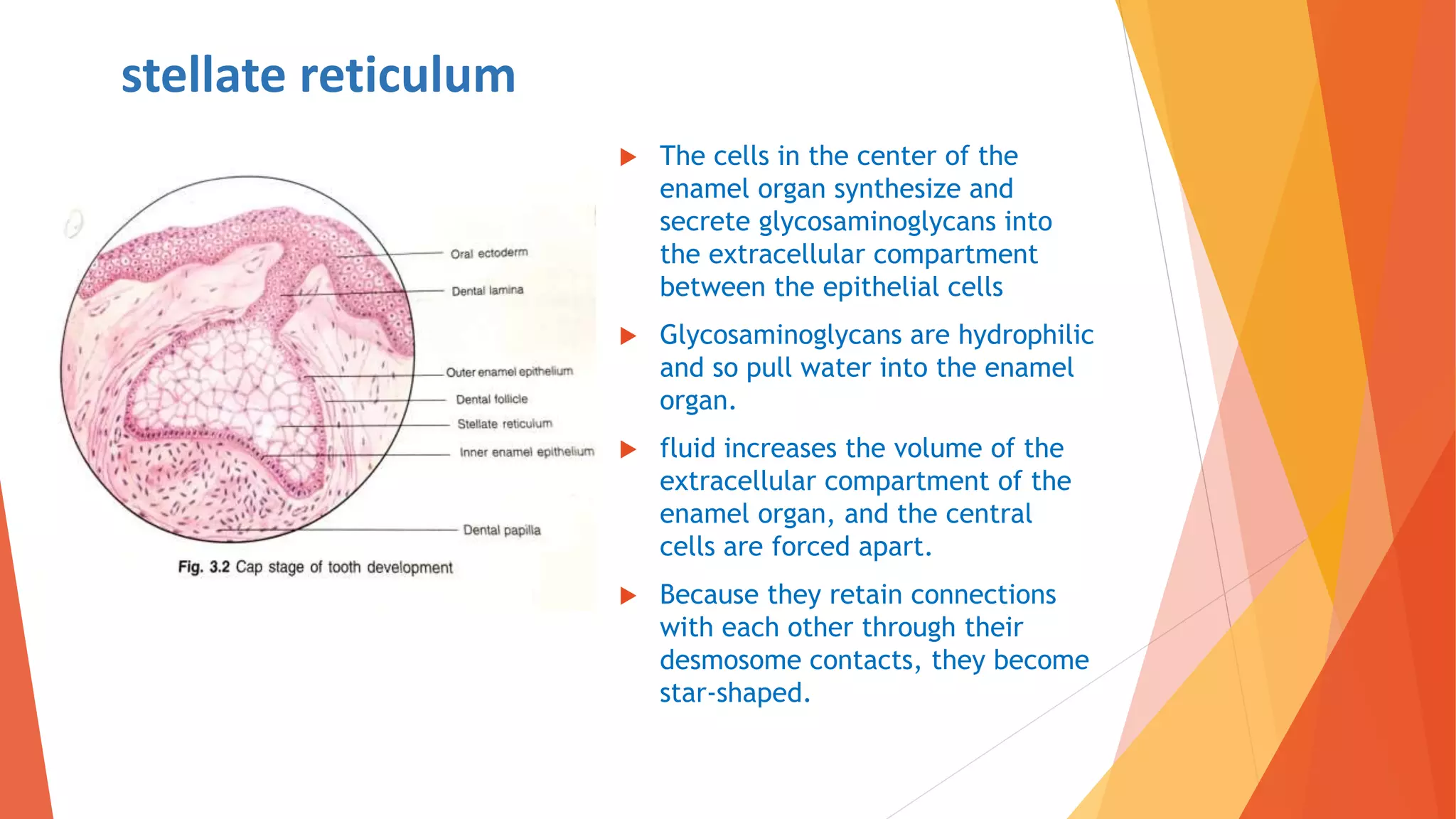 Stella Reticulum Development of teeth and supporting structures ppt Dr. Vasavi Reddy | PPTX