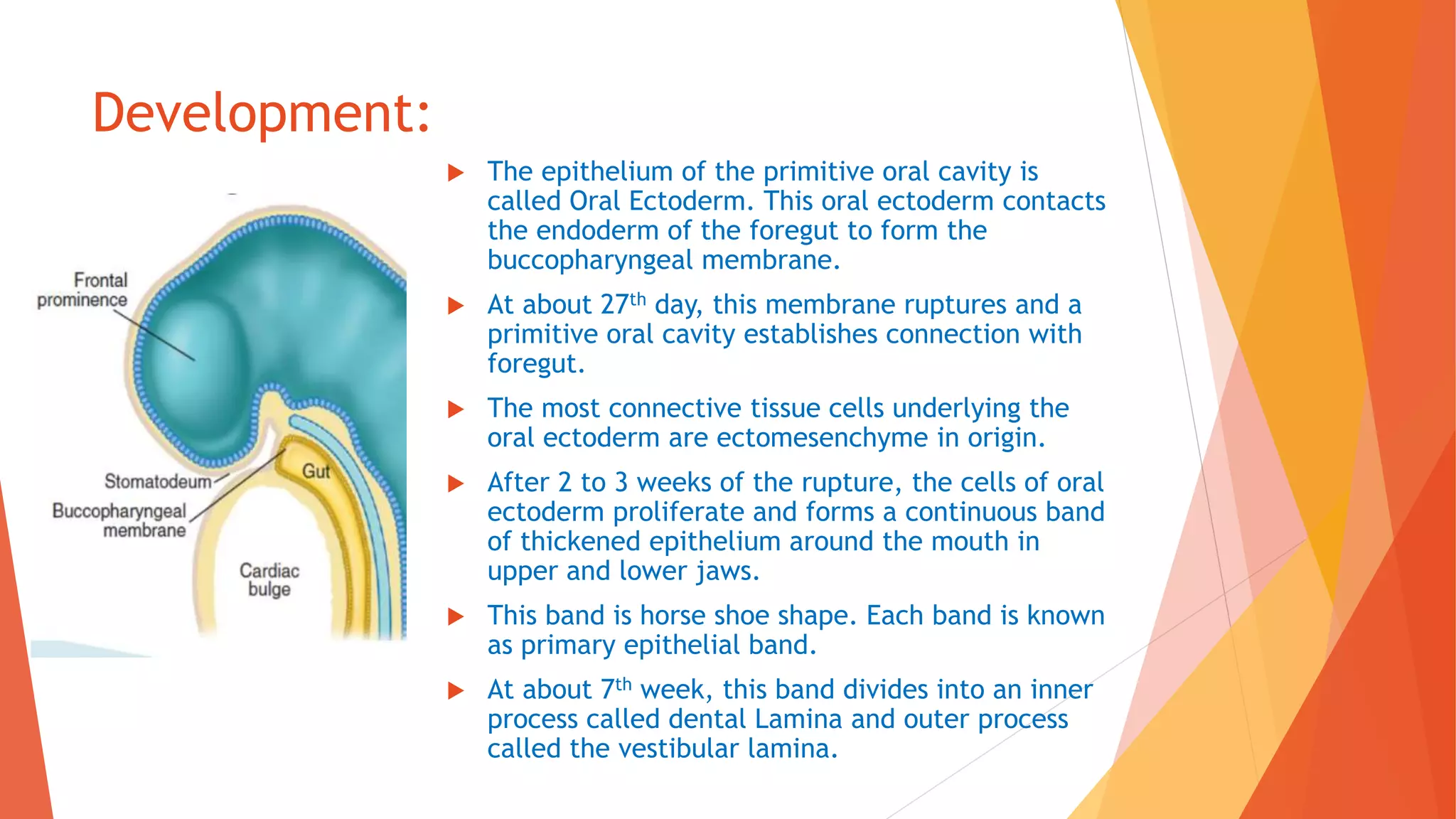 Development of teeth and supporting structures ppt Dr. Vasavi Reddy | PPTX