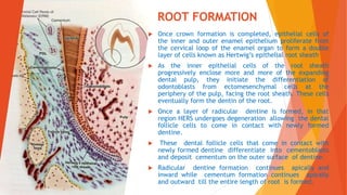 Development of teeth and supporting structures ppt Dr. Vasavi Reddy | PPTX