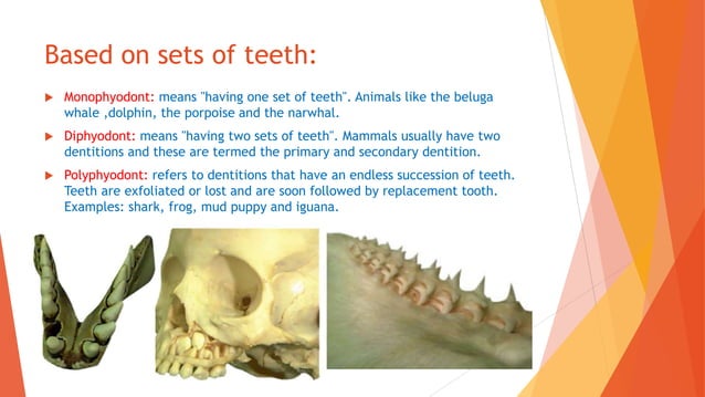 Development of teeth and supporting structures ppt Dr. Vasavi Reddy | PPTX