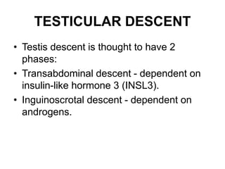 TESTICULAR DESCENT
• Testis descent is thought to have 2
phases:
• Transabdominal descent - dependent on
insulin-like hormone 3 (INSL3).
• Inguinoscrotal descent - dependent on
androgens.
 