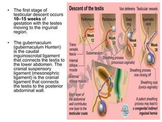 • The first stage of
testicular descent occurs
10–15 weeks of
gestation with the testes
moving to the inguinal
region.
• The gubernaculum
(gubernaculum Hunteri)
is the caudal
inguinoscrotal ligament
that connects the testis to
the lower abdomen. The
cranial suspensory
ligament (mesonephric
ligament) is the cranial
ligament that connects
the testis to the posterior
abdominal wall.
 