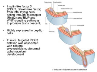 • Insulin-like factor 3
(INSL3, relaxin-like factor)
from fetal leydig cells
acting through its receptor
(Rxfp2) and BMP and
WNT signaling pathways
to promote testis descent.
• Highly expressed in Leydig
cells
• In mice, targeted INSL3
deletion was associated
with bilateral
cryptorchidism, abnormal
gubernaculum
development
 