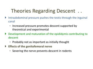 Theories Regarding Descent . .
 Intraabdominal pressure pushes the testis through the inguinal
canal
◦ Increased pressure promotes descent supported by
theoretical and experimental
 Development and maturation of the epididymis contributing to
descent
◦ Probably not as important as initially thought
 Effects of the genitofemoral nerve
◦ Severing the nerve prevents descent in rodents
 