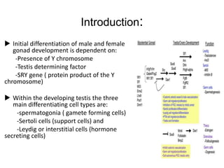 Introduction:
 Initial differentiation of male and female
gonad development is dependent on:
-Presence of Y chromosome
-Testis determining factor
-SRY gene ( protein product of the Y
chromosome)
 Within the developing testis the three
main differentiating cell types are:
-spermatogonia ( gamete forming cells)
-Sertoli cells (support cells) and
-Leydig or interstitial cells (hormone
secreting cells)
 