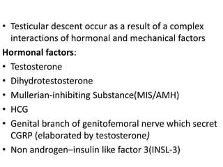 • Testicular descent occur as a result of a complex
interactions of hormonal and mechanical factors
Hormonal factors:
• Testosterone
• Dihydrotestosterone
• Mullerian-inhibiting Substance(MIS/AMH)
• HCG
• Genital branch of genitofemoral nerve which secret
CGRP (elaborated by testosterone)
• Non androgen–insulin like factor 3(INSL-3)
 
