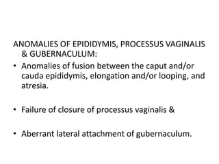 ANOMALIES OF EPIDIDYMIS, PROCESSUS VAGINALIS
& GUBERNACULUM:
• Anomalies of fusion between the caput and/or
cauda epididymis, elongation and/or looping, and
atresia.
• Failure of closure of processus vaginalis &
• Aberrant lateral attachment of gubernaculum.
 