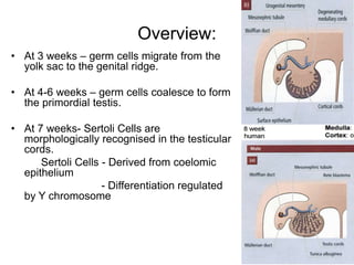 Overview:
• At 3 weeks – germ cells migrate from the
yolk sac to the genital ridge.
• At 4-6 weeks – germ cells coalesce to form
the primordial testis.
• At 7 weeks- Sertoli Cells are
morphologically recognised in the testicular
cords.
Sertoli Cells - Derived from coelomic
epithelium
- Differentiation regulated
by Y chromosome
 