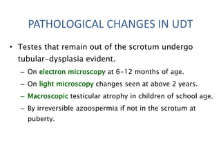 • Testes that remain out of the scrotum undergo
tubular-dysplasia evident.
– On electron microscopy at 6-12 months of age.
– On light microscopy changes seen at above 2 years.
– Macroscopic testicular atrophy in children of school age.
– By irreversible azoospermia if not in the scrotum at
puberty.
PATHOLOGICAL CHANGES IN UDT
 