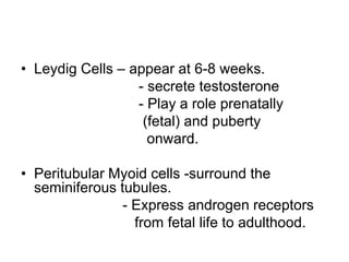 • Leydig Cells – appear at 6-8 weeks.
- secrete testosterone
- Play a role prenatally
(fetal) and puberty
onward.
• Peritubular Myoid cells -surround the
seminiferous tubules.
- Express androgen receptors
from fetal life to adulthood.
 