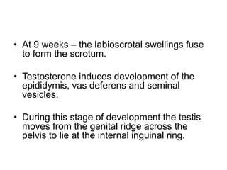 • At 9 weeks – the labioscrotal swellings fuse
to form the scrotum.
• Testosterone induces development of the
epididymis, vas deferens and seminal
vesicles.
• During this stage of development the testis
moves from the genital ridge across the
pelvis to lie at the internal inguinal ring.
 