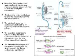  Gradually, the enlarging testis
separates from the regressing
mesonephros and is suspended by
its own mesentery, the
mesorchium
 The Germinal Epithelium flattens
to form the mesothelium on the
surface of the testis.
 The rete testis becomes
continuous with the 15 to 20
adjacent persistent mesonephric
tubules.
 The persistent mesonephric
tubules participate in the
formation of the excretory tracts of
the testis, forming the vasa
efferentia or efferent ductules
 The efferent ductules open into
the adjacent mesonephric duct
which becomes the ductus
epididymidis (epididymis).
 