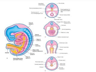Development Of The Digestive System 11.pptx