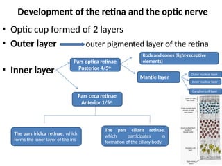 development of the eye for child eye dev | PPTX