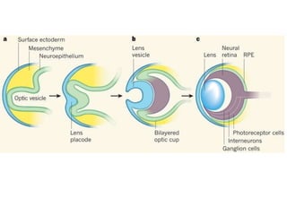 Eye Embryo Development development of the eye for child eye dev | PPTX
