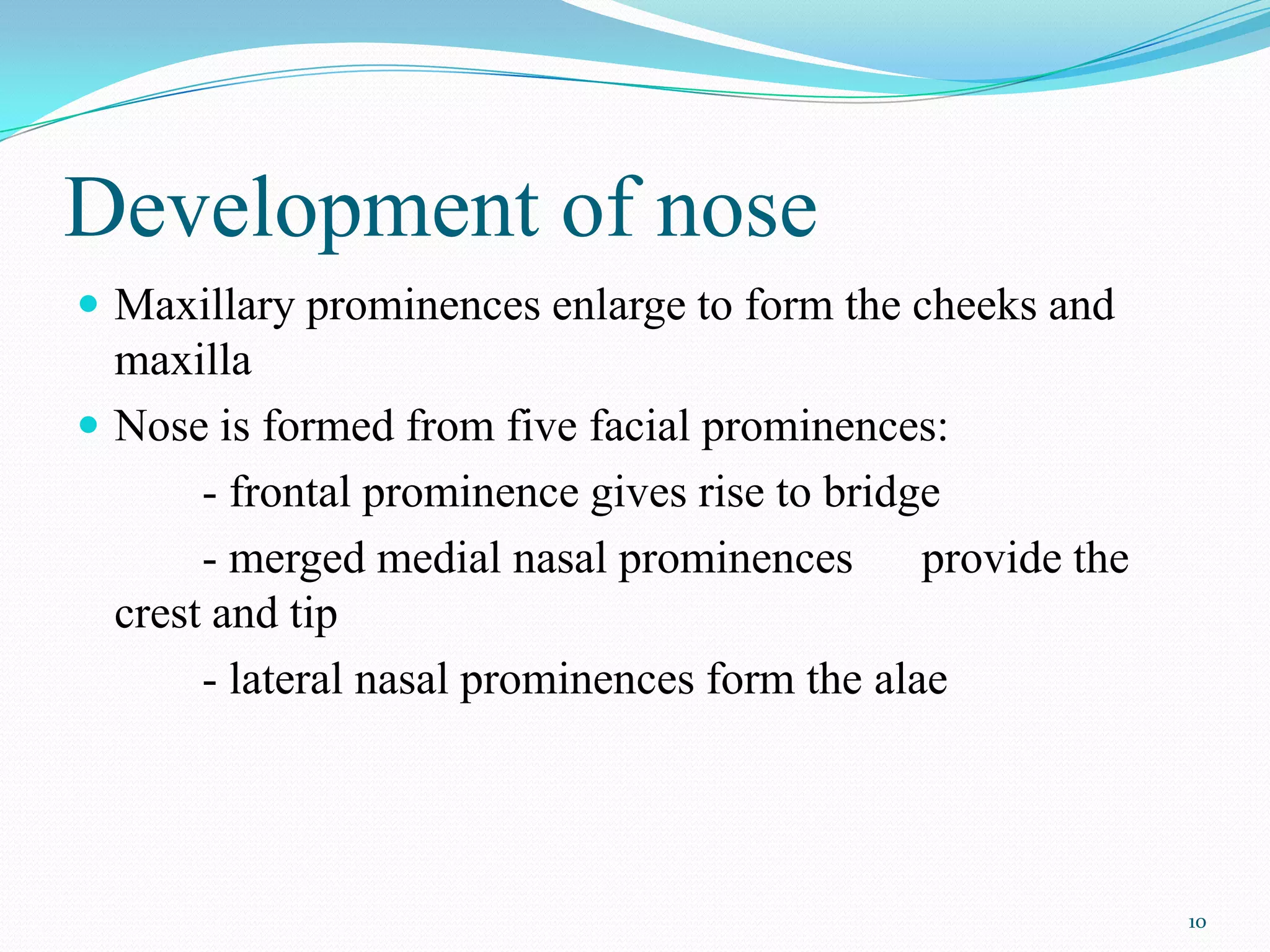 Development of nose
 Maxillary prominences enlarge to form the cheeks and
  maxilla
 Nose is formed from five facial prominences:
       - frontal prominence gives rise to bridge
       - merged medial nasal prominences provide the
  crest and tip
       - lateral nasal prominences form the alae




                                                         10
 