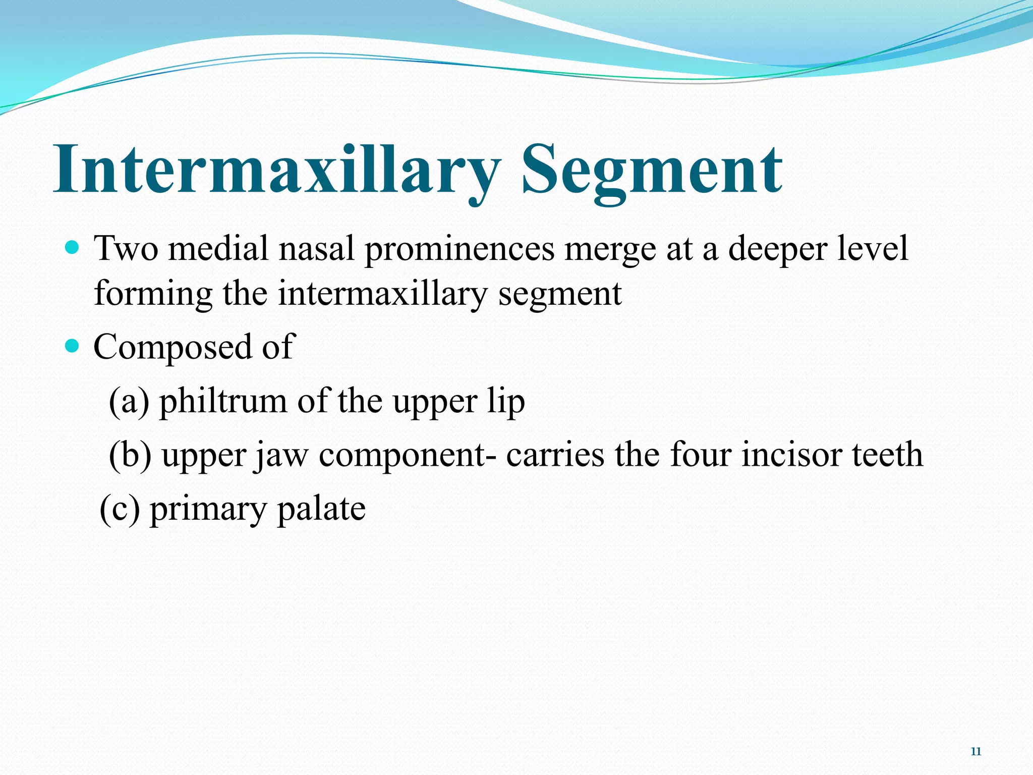 Intermaxillary Segment
 Two medial nasal prominences merge at a deeper level
  forming the intermaxillary segment
 Composed of
   (a) philtrum of the upper lip
   (b) upper jaw component- carries the four incisor teeth
  (c) primary palate




                                                             11
 