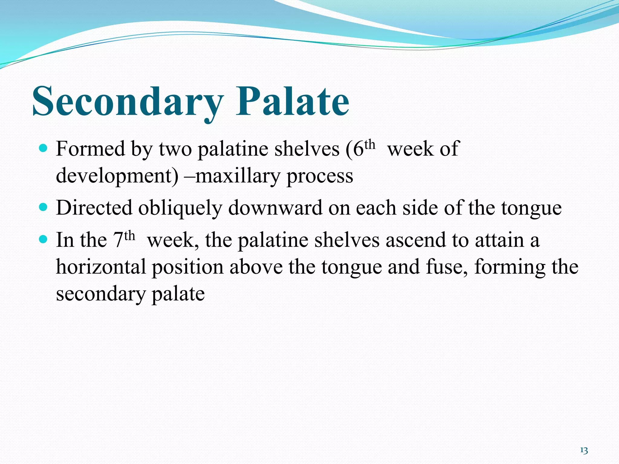Secondary Palate
 Formed by two palatine shelves (6th week of
  development) –maxillary process
 Directed obliquely downward on each side of the tongue
 In the 7th week, the palatine shelves ascend to attain a
  horizontal position above the tongue and fuse, forming the
  secondary palate




                                                               13
 