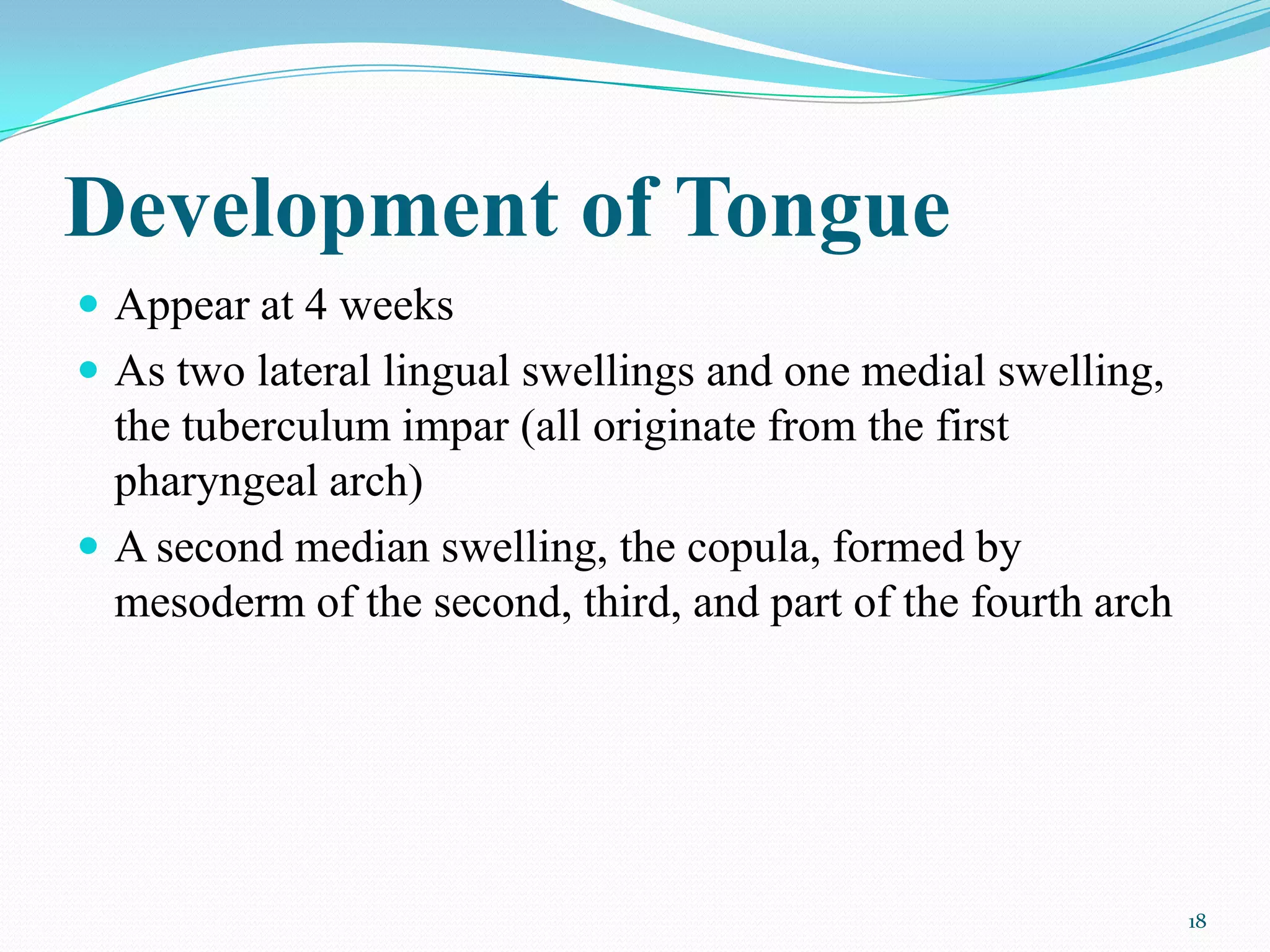 Development of Tongue
 Appear at 4 weeks
 As two lateral lingual swellings and one medial swelling,
  the tuberculum impar (all originate from the first
  pharyngeal arch)
 A second median swelling, the copula, formed by
  mesoderm of the second, third, and part of the fourth arch




                                                               18
 
