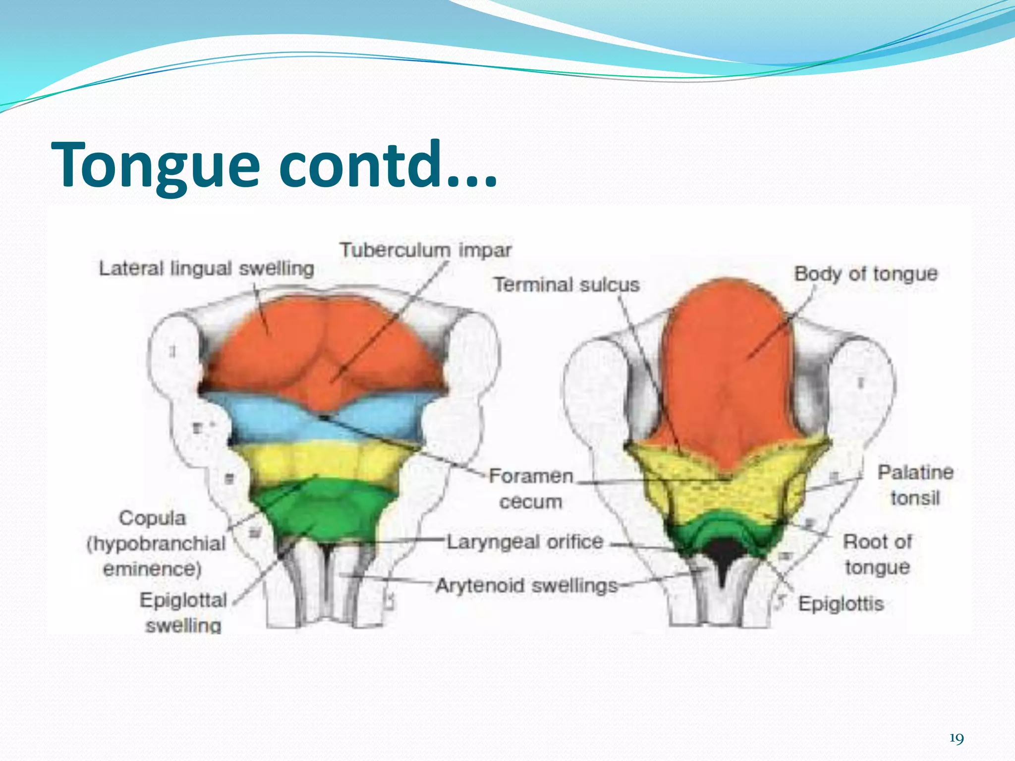 Tongue contd...




                  19
 