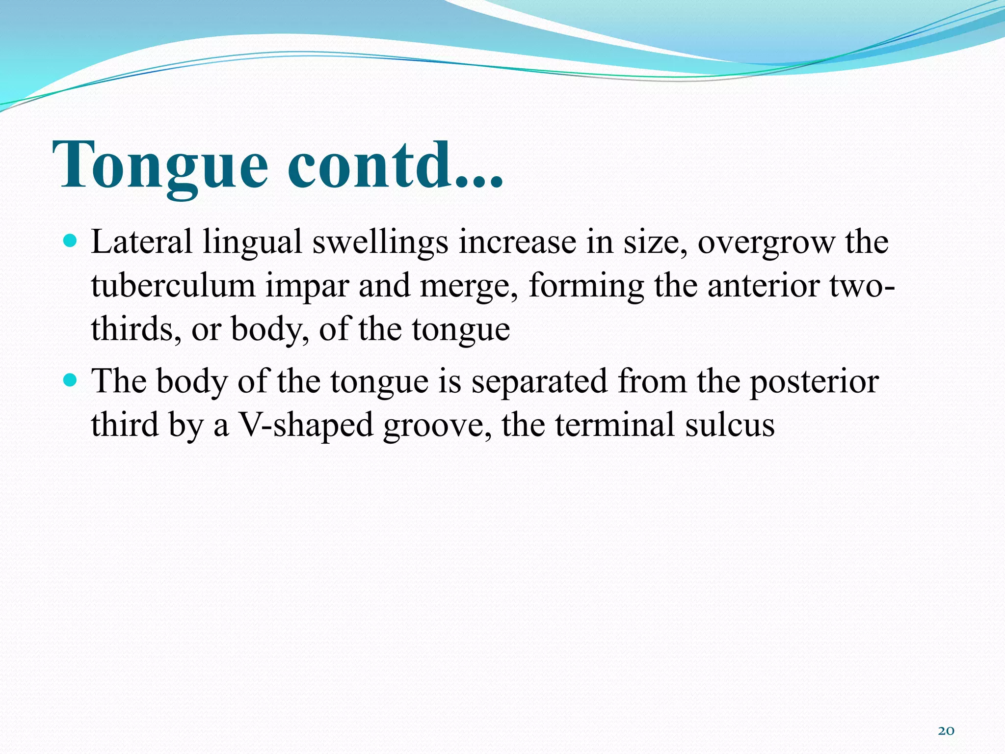Tongue contd...
 Lateral lingual swellings increase in size, overgrow the
  tuberculum impar and merge, forming the anterior two-
  thirds, or body, of the tongue
 The body of the tongue is separated from the posterior
  third by a V-shaped groove, the terminal sulcus




                                                             20
 