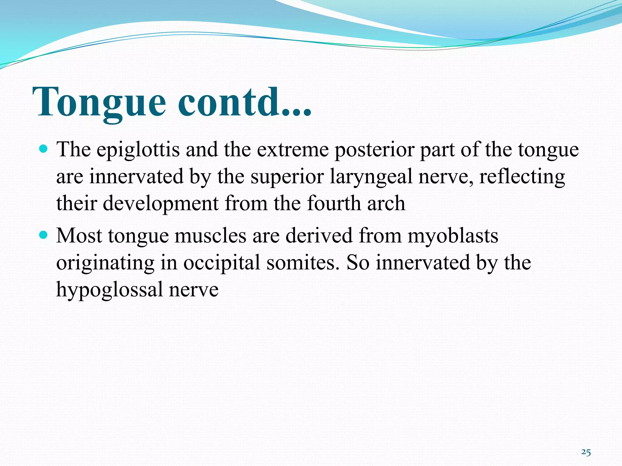 Tongue contd...
 The epiglottis and the extreme posterior part of the tongue
  are innervated by the superior laryngeal nerve, reflecting
  their development from the fourth arch
 Most tongue muscles are derived from myoblasts
  originating in occipital somites. So innervated by the
  hypoglossal nerve




                                                                25
 