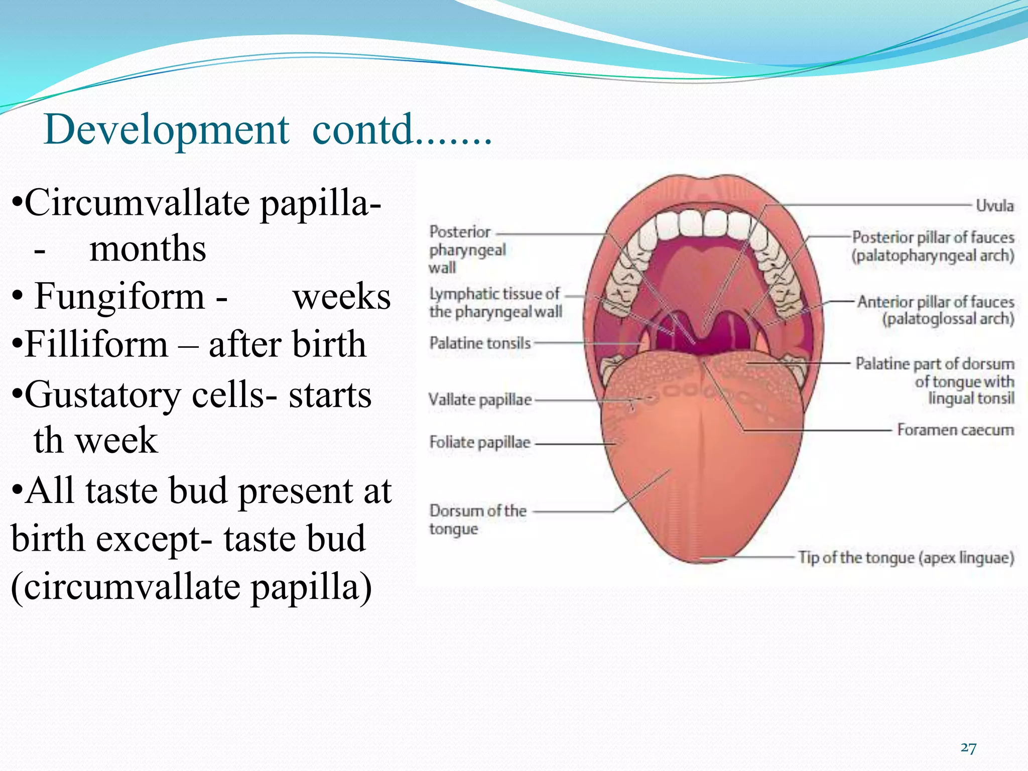 Development contd.......
•Circumvallate papilla-
  - months
• Fungiform -      weeks
•Filliform – after birth
•Gustatory cells- starts
  th week
•All taste bud present at
birth except- taste bud
(circumvallate papilla)


                             27
 