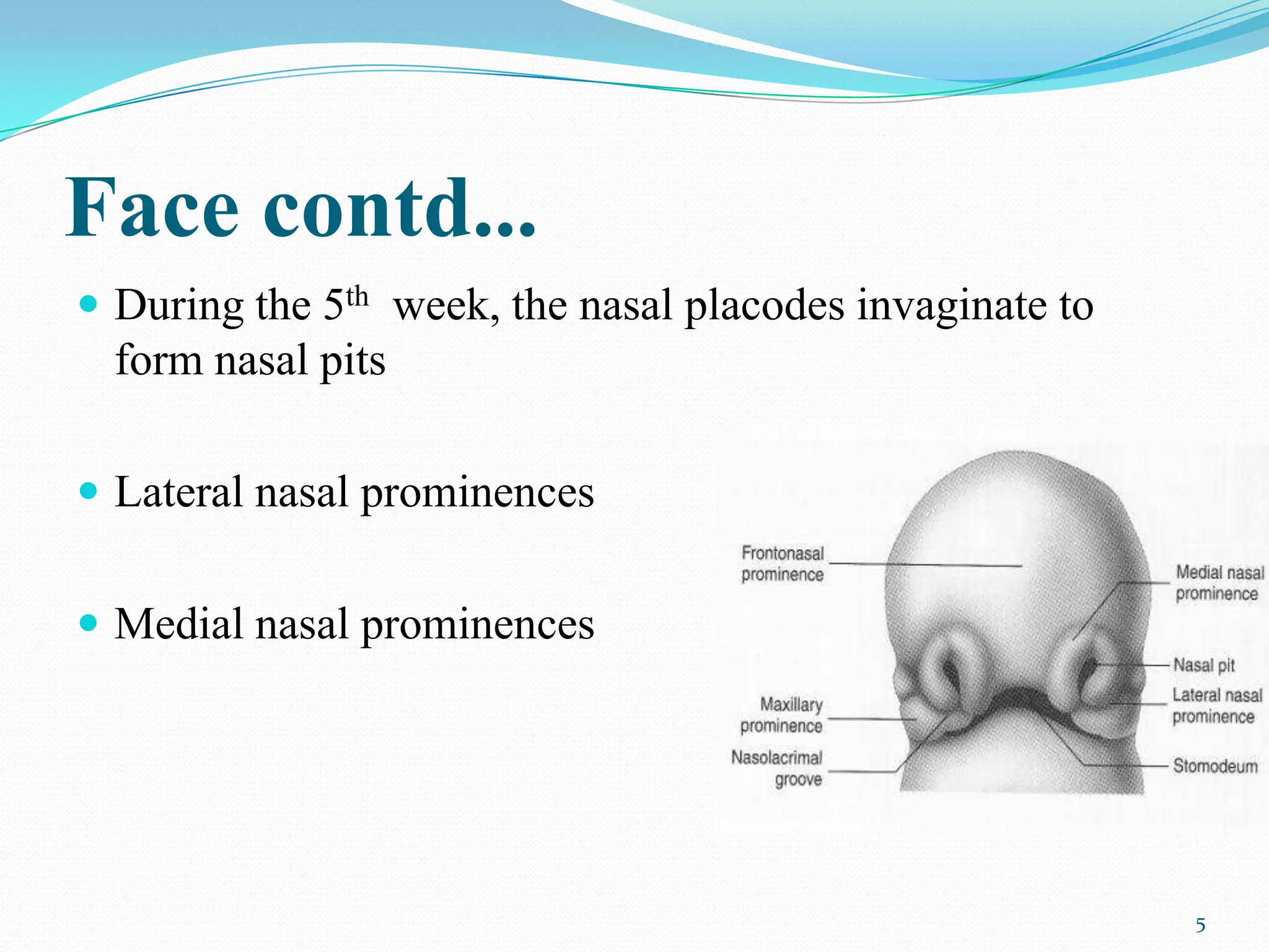 Face contd...
 During the 5th week, the nasal placodes invaginate to
  form nasal pits

 Lateral nasal prominences


 Medial nasal prominences




                                                          5
 