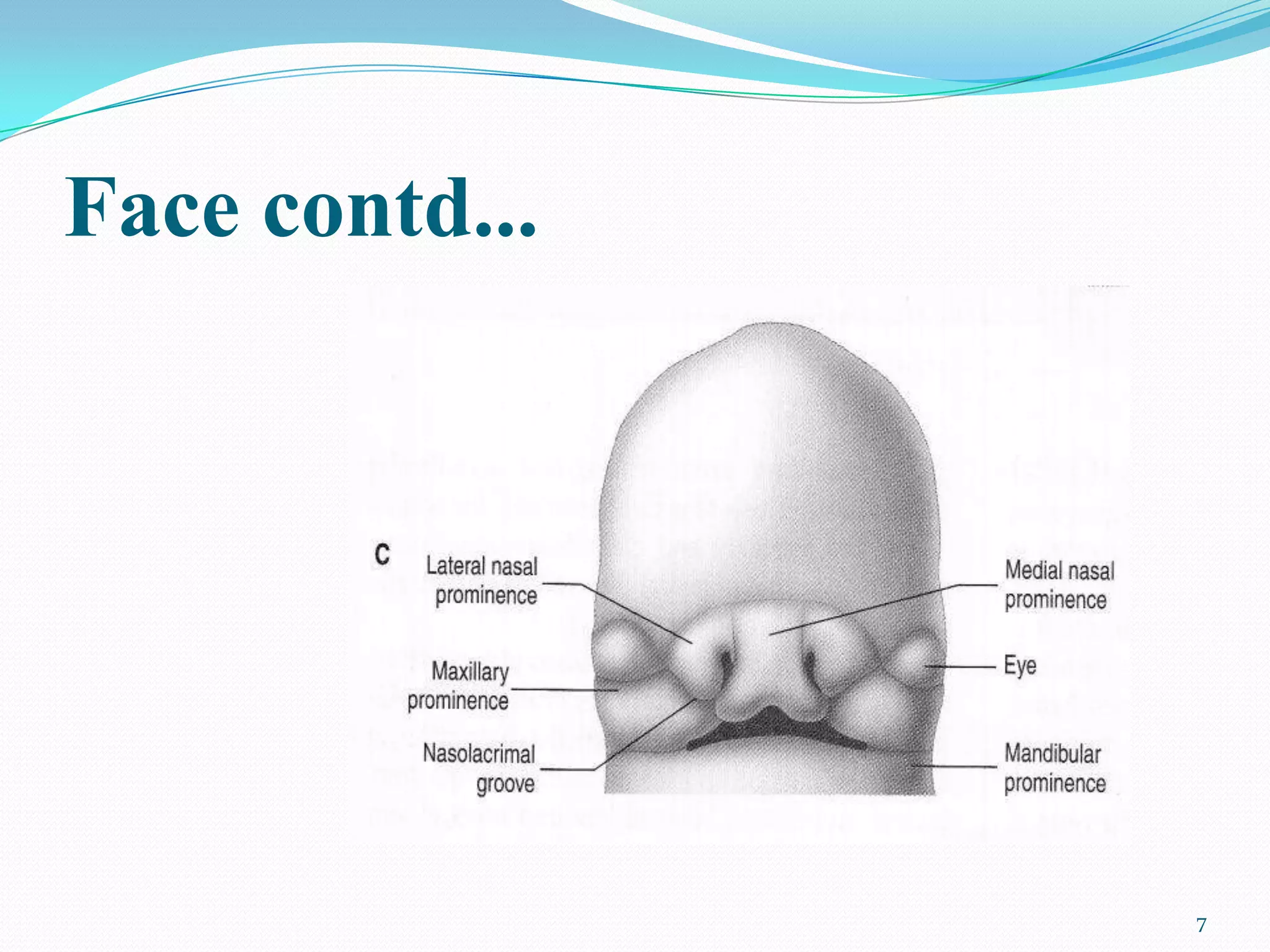 Face contd...




                7
 