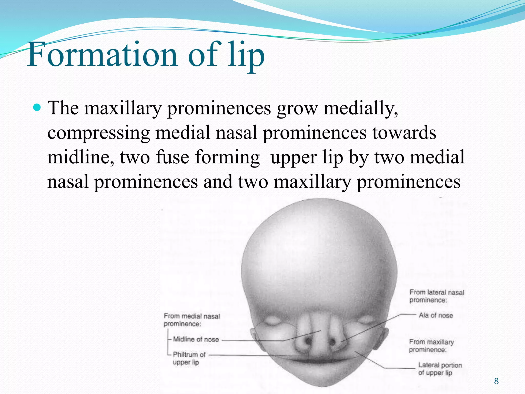 Formation of lip
 The maxillary prominences grow medially,
 compressing medial nasal prominences towards
 midline, two fuse forming upper lip by two medial
 nasal prominences and two maxillary prominences




                                                     8
 