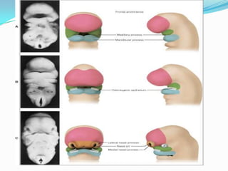 Development of the face | PPTX