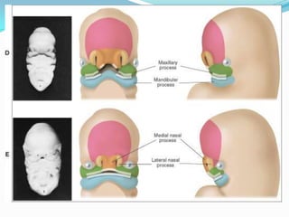 Development of the face | PPTX