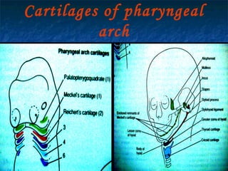 29/07/2017 BY - Dr. Sanjana G. Patil 10
Cartilages of pharyngeal
arch
 