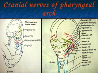 29/07/2017 BY - Dr. Sanjana G. Patil 11
Cranial nerves of pharyngeal
arch
 