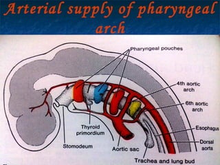 29/07/2017 BY - Dr. Sanjana G. Patil 12
Arterial supply of pharyngeal
arch
 