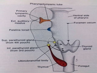 29/07/2017 BY - Dr. Sanjana G. Patil 14
 