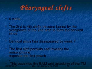 29/07/2017 BY - Dr. Sanjana G. Patil 15
Pharyngeal clefts
 4 clefts
„
 The 2nd to 4th clefts become buried by the
overgrowth of the 2nd arch to form the cervical
sinus
„
 Cervical sinus has dissapeared by week 7
„
 The first cleft persists and invades the
mesenchyme
opposite the first pouch
„
 This becomes the EAM and ectoderm of the TM
 
